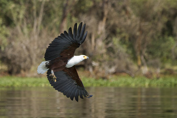 Fototapeta premium aquila predatrice