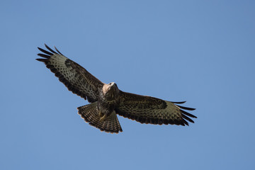 Common Buzzard, Buteo buteo 