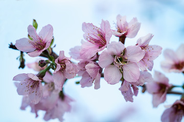 Cherry Blossom or Sakura flower Soft focus and blur in vintage style for background