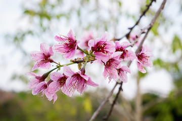 Cherry Blossom or Sakura flower Soft focus and blur in vintage style for background