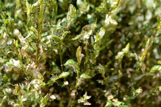 Buchsbaumz&uuml;nsler