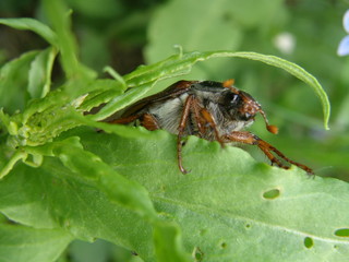 European cockchafer on the leaf