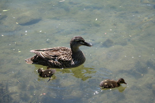 Mallard Duck Family In River Ticino, Sesto Calende Italy 