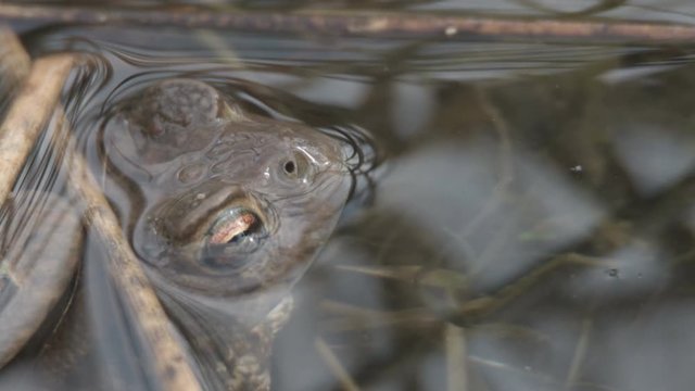 European toad - Bufo bufo - in springtime
