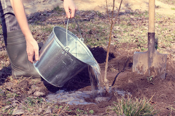  spring works in the garden/ Gardener watering a young seedling of fruit tree after planting