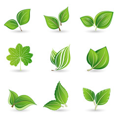 Set of abstract isolated green leaves. Element for design.