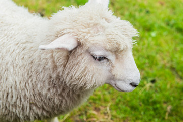 Naklejka na ściany i meble Sheep Family in New Zealand, with Young Lambs