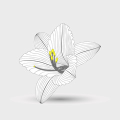 Abstract floral background. Hand drawing flower lily .Element for design