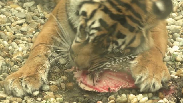 Tiger sumatran eating his lunch, Panthera tigris sumatrae
