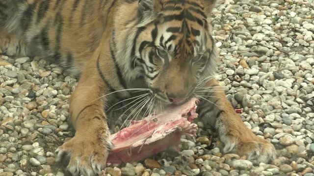 Tiger sumatran eating his lunch, Panthera tigris sumatrae
