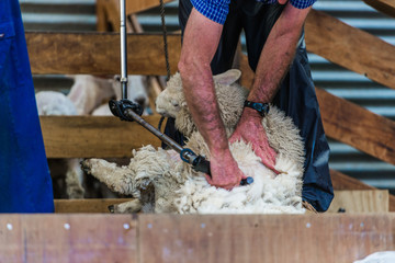 Sheep in farm, New Zealand 