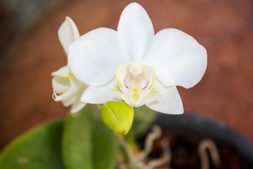 Fototapeta na wymiar Closeup white Phalaenopsis orchid flower