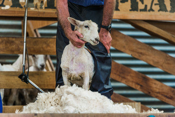 Obraz premium Sheep in farm, New Zealand 