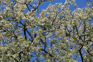 Many white flowers of Robinia pseudoacacia in spring