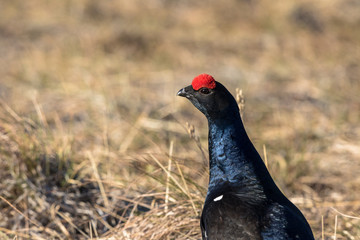 Black Grouse lek at sunrise in spring, april, in Norway