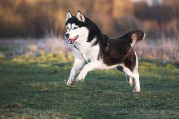 Siberian husky plays on spring meadow