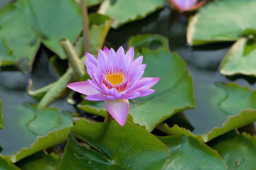 Beautiful purple lotus flower