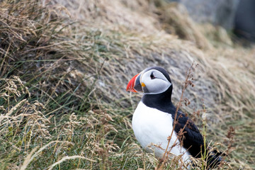 Puffin in Iceland climbing hill. Atlantic puffin on rocks. Fratercula Artica