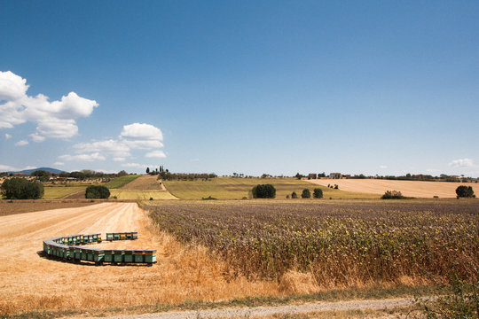 Wheat field in Tuscany in summer with hives for bees. Summer in Tuscany, Italy. Hives for bees in a Tuscan field