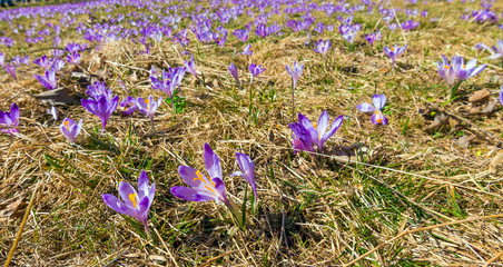 Tatra mountains, Poland, crocuses in Chocholowska valley, spring