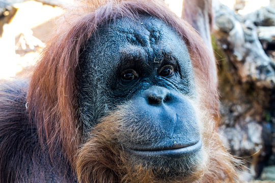 Portrait of female orangutan looking at camera