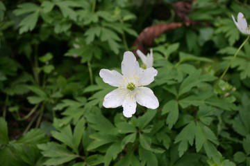 Wood anemone flower
