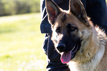 German Shepard dog portrait. Muzzle of german shepard dog.