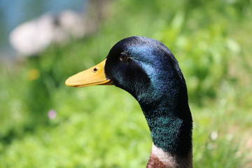 Face of a mallard duck male