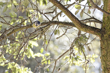 Eurasian blue tit (Cyanistes caeruleus) perched on a branch of a tree