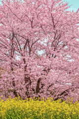 菜の花と満開の桜