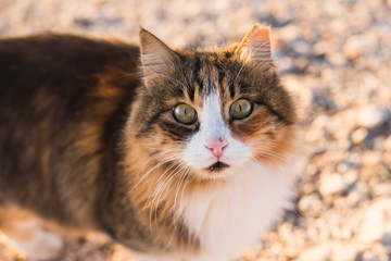 Fototapeta premium Concept of homeless animals - Stray cute cat on the street