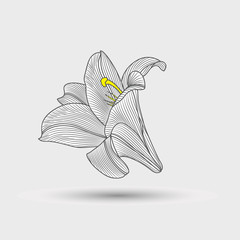 Abstract floral background. Hand drawing flower lily .Element for design