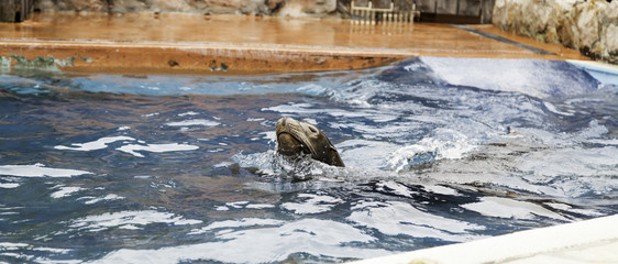 Seal swimming water
