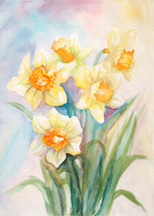 watercolor narcissus flowers painting on spring theme