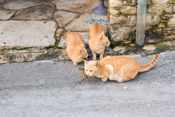 Street cats eating food - Concept of homeless animals