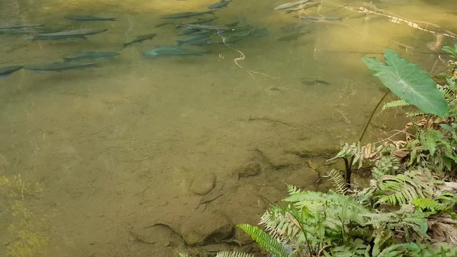 soro brook carp at Tham Pla in Pha Sua National Park