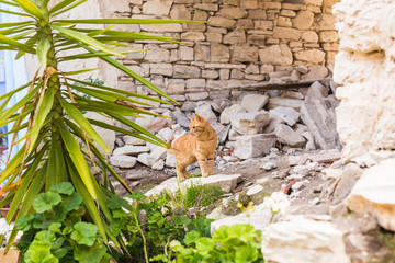 Concept of homeless animals - Stray cat on the street