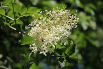 White flower of black elderberry in spring