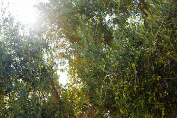 plantation of olive trees