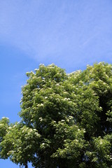 White inflorescences of Sambucus nigra in spring