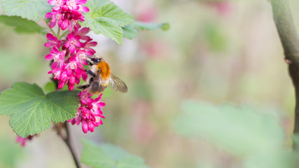 Fleißige kleine Honigbiene sammelt Pollen und Nektar an wunderschönen Frühlingsblüten