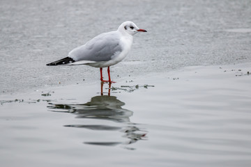 Fototapeta premium Möwe im Winter