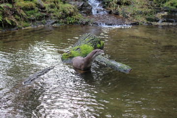 Fototapeta premium Otter