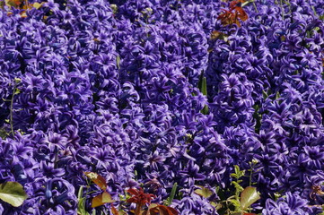 Spring. Nature. Tiny blue flowers blossomed under the spring sun in the city park.
