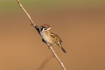 Angry common sparrow sitting on a branch during sunset golden hour period. Early spring.