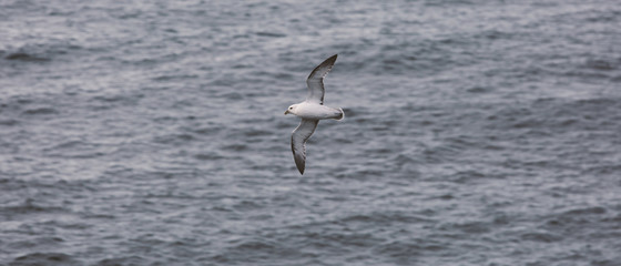 Seagull. Grimsey. Iceland.