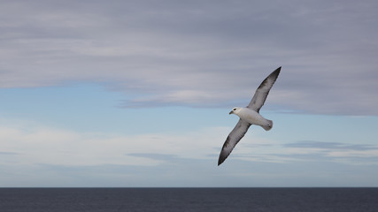 Seagull. Grimsey. Iceland.