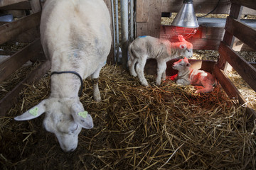 two young lambs and ewe on straw in barn of organic farm in the netherlands