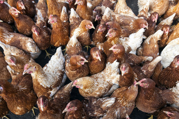 lot of free roaming chickens on organic farm in the netherlands
