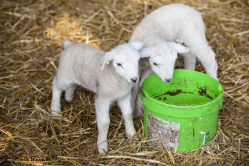 Obraz premium two newborn lambs on straw with green water bucket